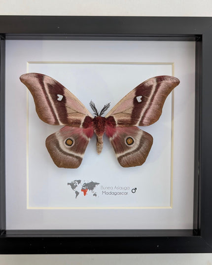 Framed madagascar emperor moth, bunaea aslauga, entomology wall art (8x8)