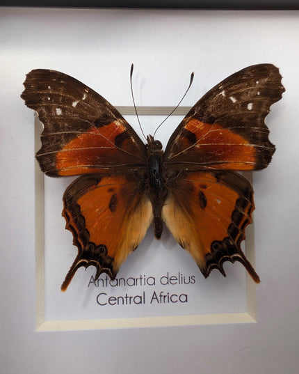 Framed Forest Admiral Butterfly, Ethically Sourced Taxidermy Moth, Bug Wall Art, 6x6