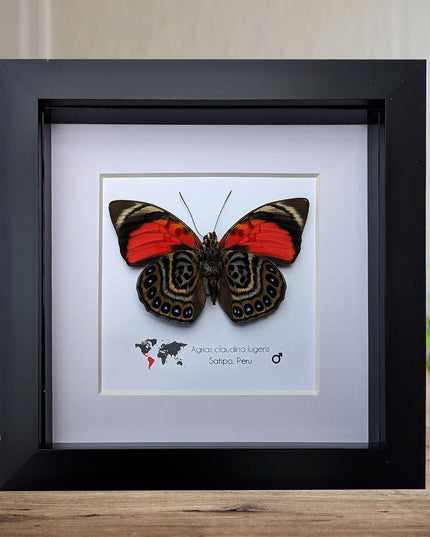 Framed Agrias Claudina Butterfly, Taxidermy Wall Decor, Ethically Sourced