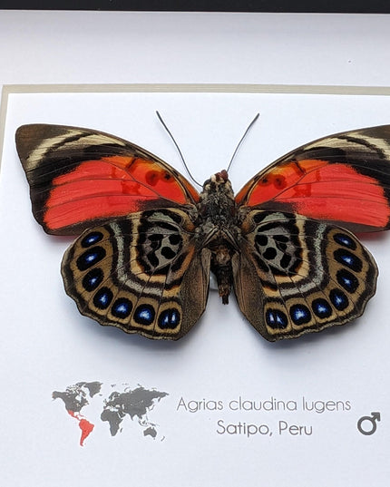 Framed Agrias Claudina Butterfly, Taxidermy Wall Decor, Ethically Sourced