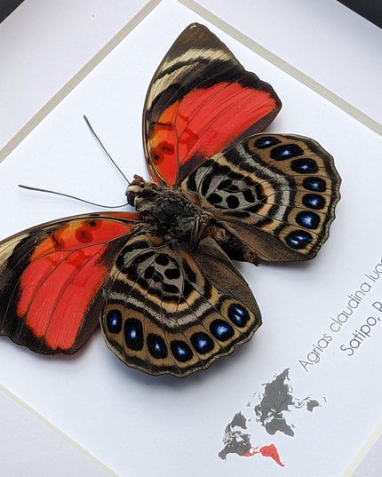 Framed Agrias Claudina Butterfly, Taxidermy Wall Decor, Ethically Sourced