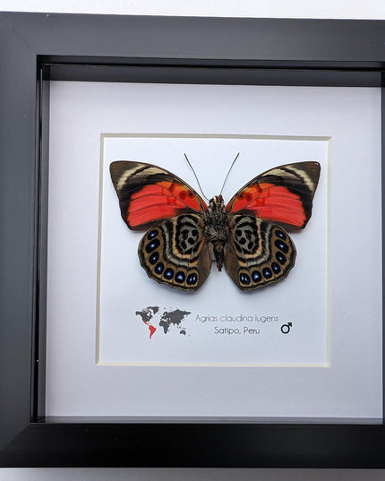 Framed Agrias Claudina Butterfly, Taxidermy Wall Decor, Ethically Sourced