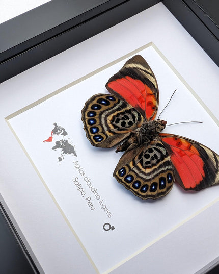 Framed Agrias Claudina Butterfly, Taxidermy Wall Decor, Ethically Sourced