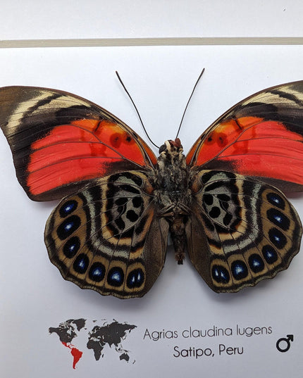 Framed Agrias Claudina Butterfly, Taxidermy Wall Decor, Ethically Sourced