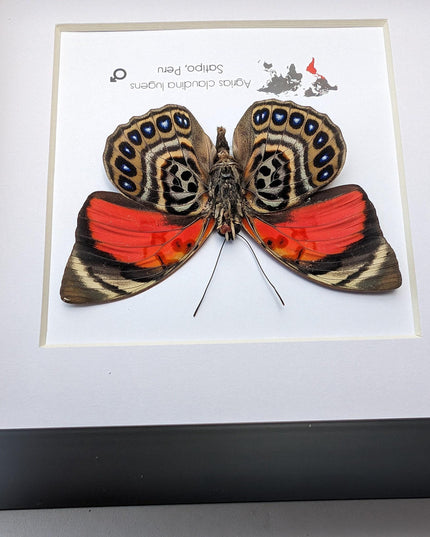 Framed Agrias Claudina Butterfly, Taxidermy Wall Decor, Ethically Sourced