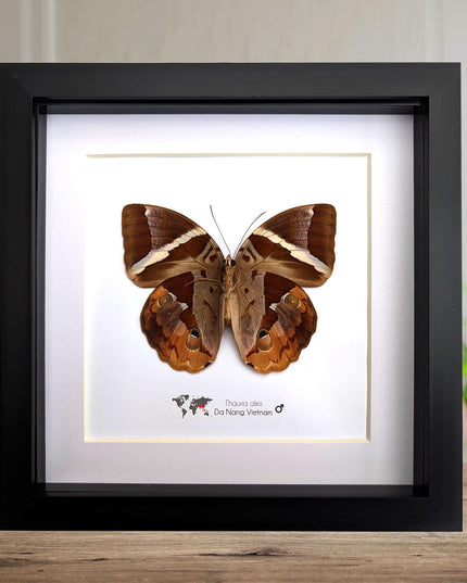Framed Thauria Aliris Butterfly Display, Ethically Sourced Taxidermy
