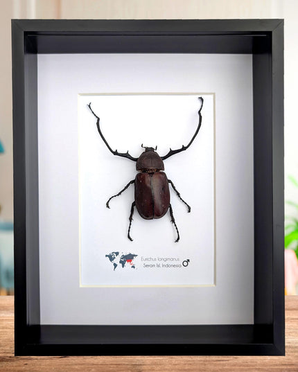 Framed Long-Arm Beetle Taxidermy: Eurichus Longimanus Entomology Wall Art