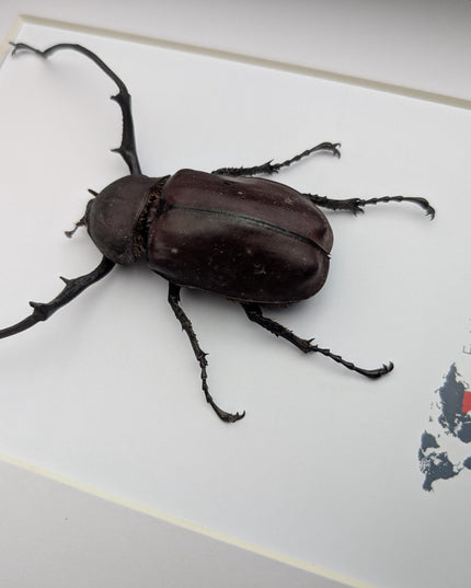 Framed Long-Arm Beetle Taxidermy: Eurichus Longimanus Entomology Wall Art