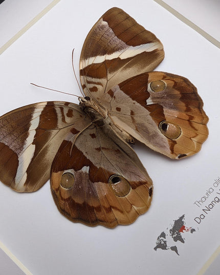 Framed Thauria Aliris Butterfly Display, Ethically Sourced Taxidermy