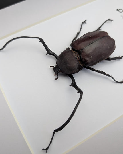 Framed Long-Arm Beetle Taxidermy: Eurichus Longimanus Entomology Wall Art