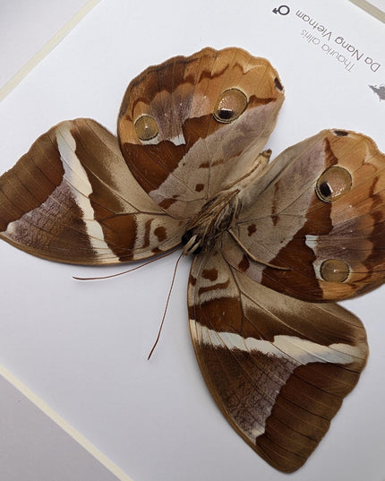 Framed Thauria Aliris Butterfly Display, Ethically Sourced Taxidermy
