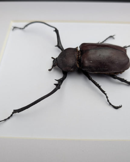 Framed Long-Arm Beetle Taxidermy: Eurichus Longimanus Entomology Wall Art