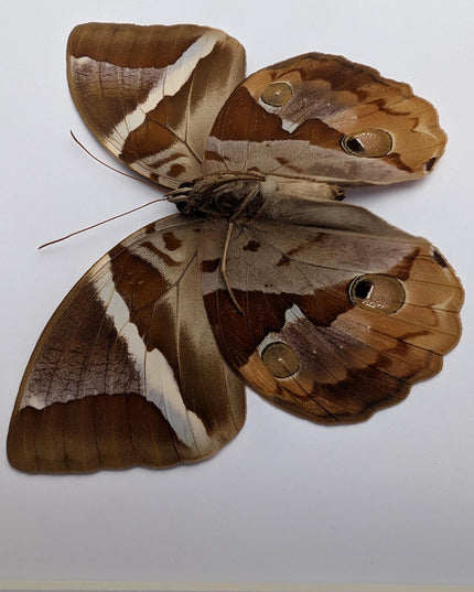 Framed Thauria Aliris Butterfly Display, Ethically Sourced Taxidermy
