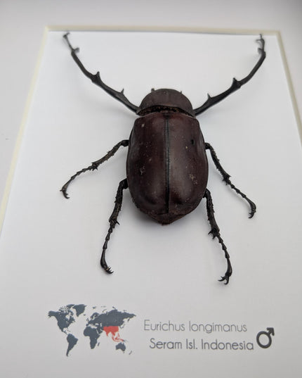 Framed Long-Arm Beetle Taxidermy: Eurichus Longimanus Entomology Wall Art