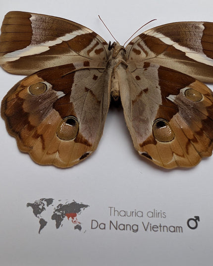 Framed Thauria Aliris Butterfly Display, Ethically Sourced Taxidermy