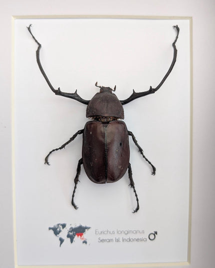 Framed Long-Arm Beetle Taxidermy: Eurichus Longimanus Entomology Wall Art