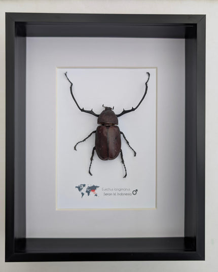 Framed Long-Arm Beetle Taxidermy: Eurichus Longimanus Entomology Wall Art