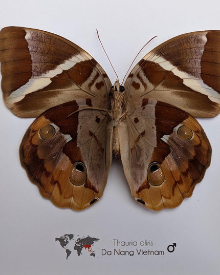 Framed Thauria Aliris Butterfly Display, Ethically Sourced Taxidermy