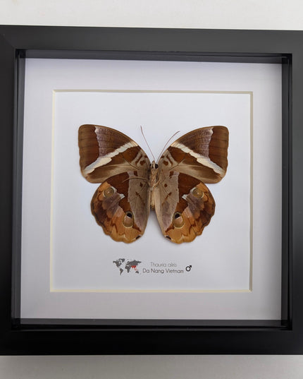 Framed Thauria Aliris Butterfly Display, Ethically Sourced Taxidermy