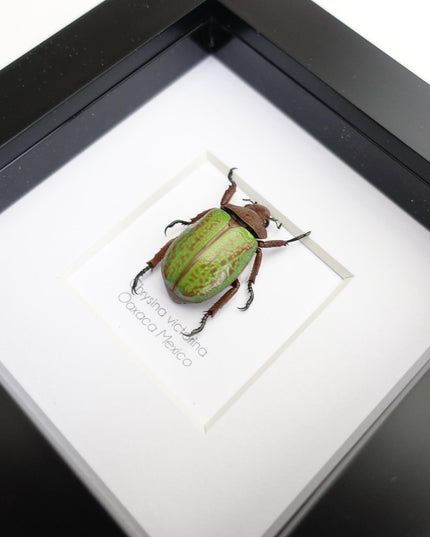 Chrysina plusiotis victorina,  beyers mexican scarab, oaxaca mexico, taxidermy gift, entomology present, nature art, bug collection, 4x4