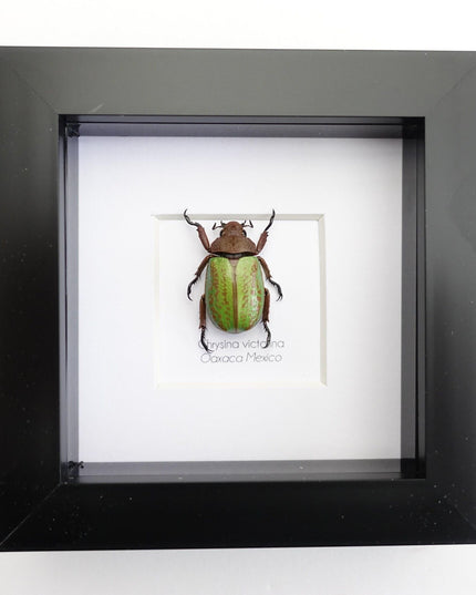 Chrysina plusiotis victorina,  beyers mexican scarab, oaxaca mexico, taxidermy gift, entomology present, nature art, bug collection, 4x4