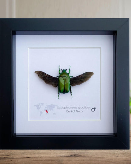 Green flower beetle taxidermy: ethically sourced entomology gift