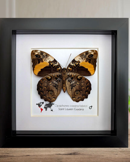 Framed Split-banded Owlet Butterfly, Taxidermy Entomology Gift (6x6)