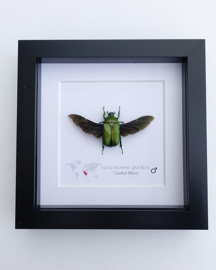 Green flower beetle taxidermy: ethically sourced entomology gift