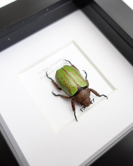 Chrysina plusiotis victorina,  beyers mexican scarab, oaxaca mexico, taxidermy gift, entomology present, nature art, bug collection, 4x4