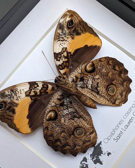 Framed Split-banded Owlet Butterfly, Taxidermy Entomology Gift (6x6)
