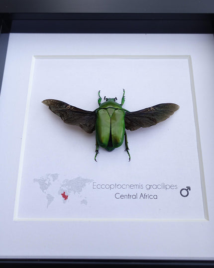 Green flower beetle taxidermy: ethically sourced entomology gift