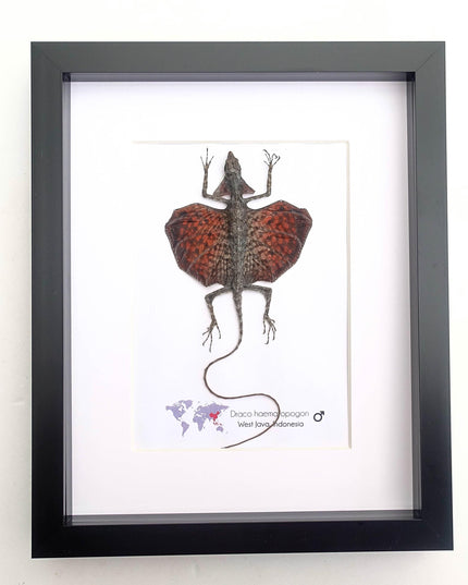 Framed sumatran flying dragon specimen: draco haematopogon (8x10)