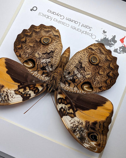 Framed Split-banded Owlet Butterfly, Taxidermy Entomology Gift (6x6)