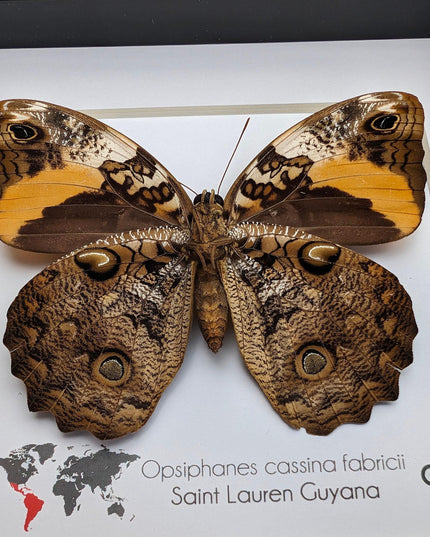 Framed Split-banded Owlet Butterfly, Taxidermy Entomology Gift (6x6)