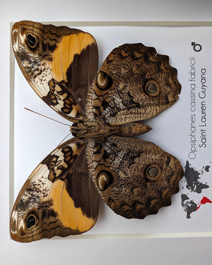 Framed Split-banded Owlet Butterfly, Taxidermy Entomology Gift (6x6)