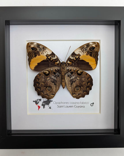 Framed Split-banded Owlet Butterfly, Taxidermy Entomology Gift (6x6)