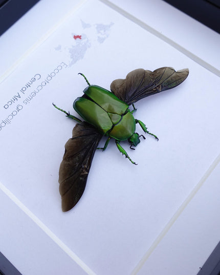 Green flower beetle taxidermy: ethically sourced entomology gift