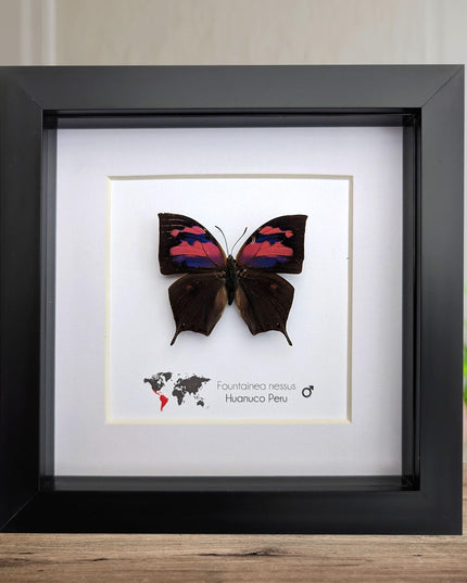 Framed Superb Leafwing Butterfly, Taxidermy Entomology Gift, Nature Art