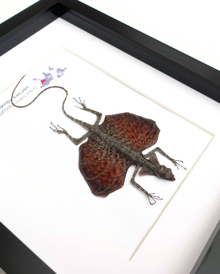 Framed sumatran flying dragon specimen: draco haematopogon (8x10)