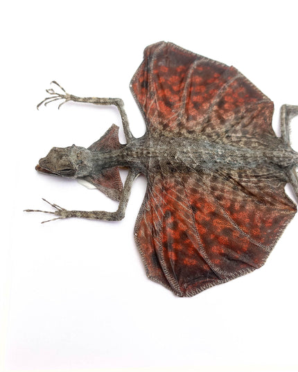 Framed sumatran flying dragon specimen: draco haematopogon (8x10)