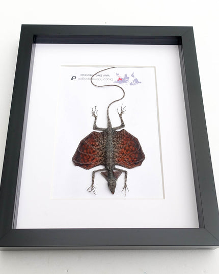 Framed sumatran flying dragon specimen: draco haematopogon (8x10)