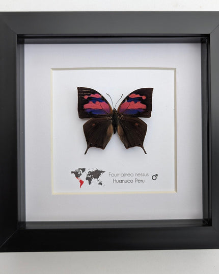Framed Superb Leafwing Butterfly, Taxidermy Entomology Gift, Nature Art
