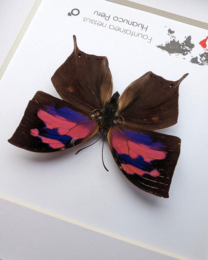 Framed Superb Leafwing Butterfly, Taxidermy Entomology Gift, Nature Art