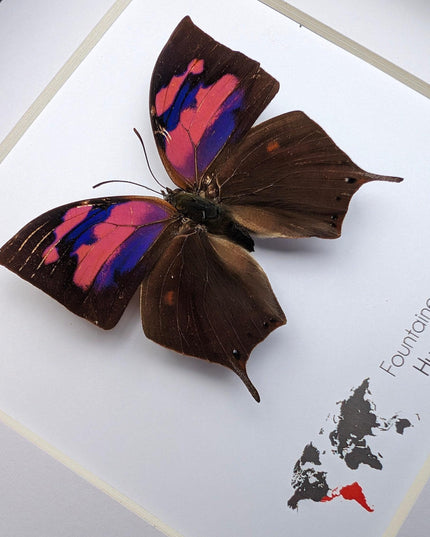 Framed Superb Leafwing Butterfly, Taxidermy Entomology Gift, Nature Art
