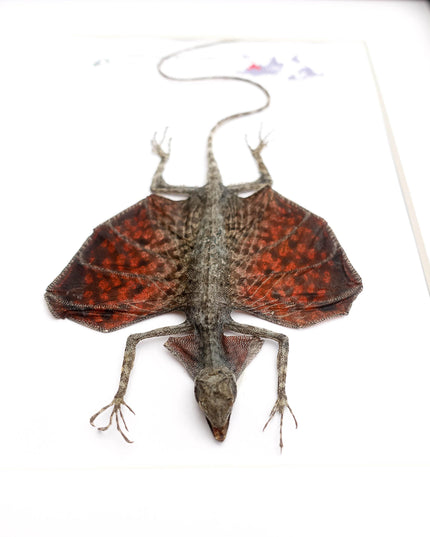 Framed sumatran flying dragon specimen: draco haematopogon (8x10)