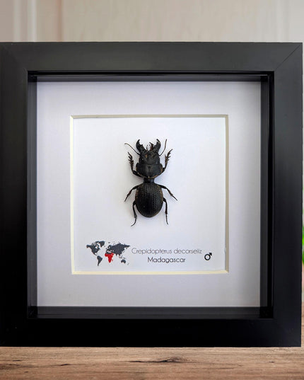 Framed Madagascar Giant Ground Beetle, Ethically Sourced Entomology Display