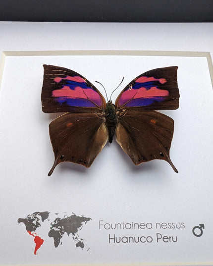 Framed Superb Leafwing Butterfly, Taxidermy Entomology Gift, Nature Art