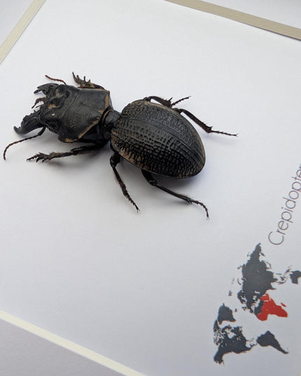 Framed Madagascar Giant Ground Beetle, Ethically Sourced Entomology Display