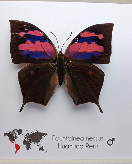Framed Superb Leafwing Butterfly, Taxidermy Entomology Gift, Nature Art