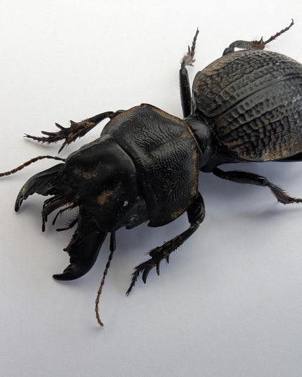 Framed Madagascar Giant Ground Beetle, Ethically Sourced Entomology Display